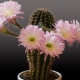 Tipos de cactus en flor y características de floración.
