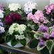 Types and varieties of violets (Saintpaulia)