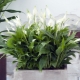 Types and varieties of spathiphyllum