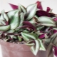 Types and varieties of tradescantia