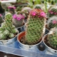 Types of cacti: classification and popular varieties