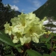 Alles, was Sie über goldenen Rhododendron (Kashkar) wissen müssen