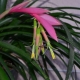 All about bilbergia