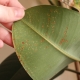 Vše o chorobách listů gumového fíkusu
