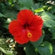 All about garden hibiscus