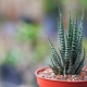 All about Haworthia