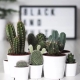 Alles over cactussen: beschrijving, soorten en teelt