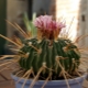 Elegir fertilizantes para cactus.