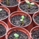 Pěstování adenium ze semen