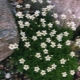 Growing saxifrage from seeds