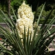 Filamenteuze yucca: kenmerken van de soort, kenmerken van planten en verzorgen