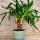 Yucca: reproduction and care at home