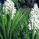 Garden yucca: varieties, planting and care