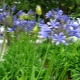Agapanthus: description of species, planting and care rules