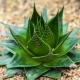 Aloe: vlastnosti, druhy, tipy pro pěstování