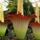 Amorphophallus: characteristics and features of growing