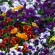 三色紫罗兰：特点、种植和护理