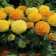 Antigua marigolds: description of the variety and its varieties, cultivation features