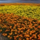 Marigolds: characteristics, varieties, nuances of cultivation
