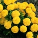 Lemon marigolds: varieties and their cultivation features