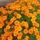 Fine-leaved marigolds: varieties, cultivation features