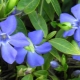 Small periwinkle: description and cultivation in the open field