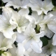 Witte azalea's: soorten en verzorging thuis