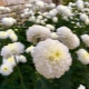 White marigolds: description of varieties and growing rules