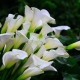 Hvide calla liljer: funktioner og finesser ved vækst