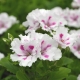 White pelargoniums: varieties and their cultivation