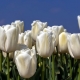 Bílé tulipány: popis, odrůdy a pěstování
