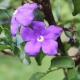 Brunfelsia: characteristics of varieties and rules of home care
