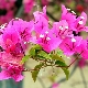 Bougainvillea: features, types and plant cultivation