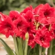 How is amaryllis different from hippeastrum?