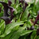 زنبق الكالا السوداء: أصناف وتنمو في إناء
