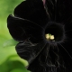 Zwarte petunia's: variëteiten en verzorging
