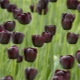 Zwarte tulpen: beschrijving, variëteiten en teelt