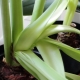 Cosa succede se l'amaryllis non fiorisce?