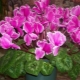 Persian cyclamen: species and cultivation at home