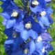 Delphinium a fiore grande: varietà e caratteristiche di cura