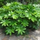 Fatsia: features, reproduction and care at home