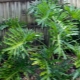 Philodendron Sello：描述，护理和繁殖的特征