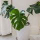 Philodendron: types and care at home