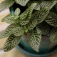 Fittonia: description, types and care at home