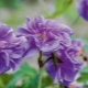 喜马拉雅天竺葵：品种描述、种植和护理特点