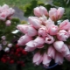 Tulipe géranium: description des variétés, plantation, entretien et reproduction
