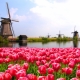 Holandské tulipány: odrůdová rozmanitost a tipy na pěstování