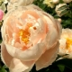 Characteristics of Pastelegance peonies and their cultivation