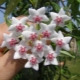 Hoya Bella: features, care and reproduction