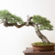 Jehličnaté bonsaje: co je a jak pěstovat?